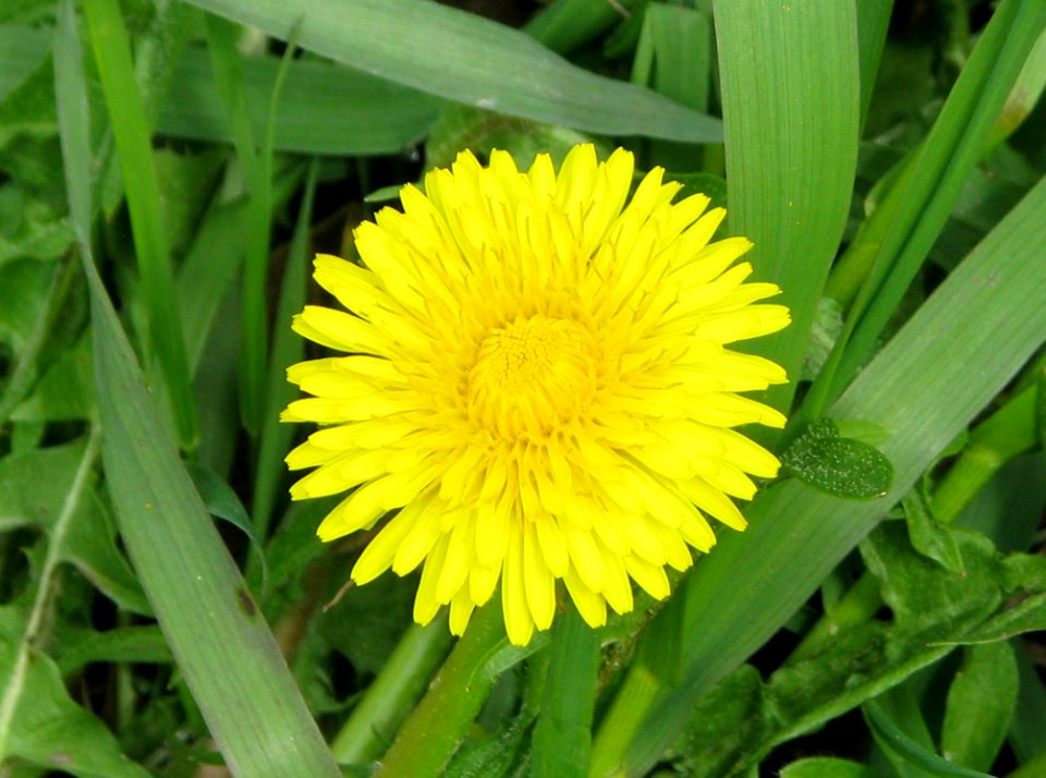 Flower Dandelion Sow Thistles Daisy Family