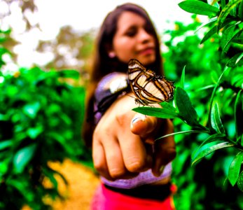 Butterfly Moths And Butterflies Insect Hand photo