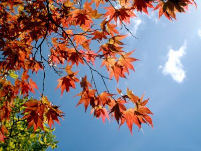 Maple Leaf Leaf Sky Tree photo