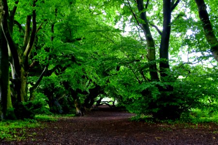 Vegetation Tree Woodland Nature photo