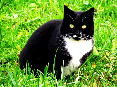 Cat Whiskers Grass Fauna photo