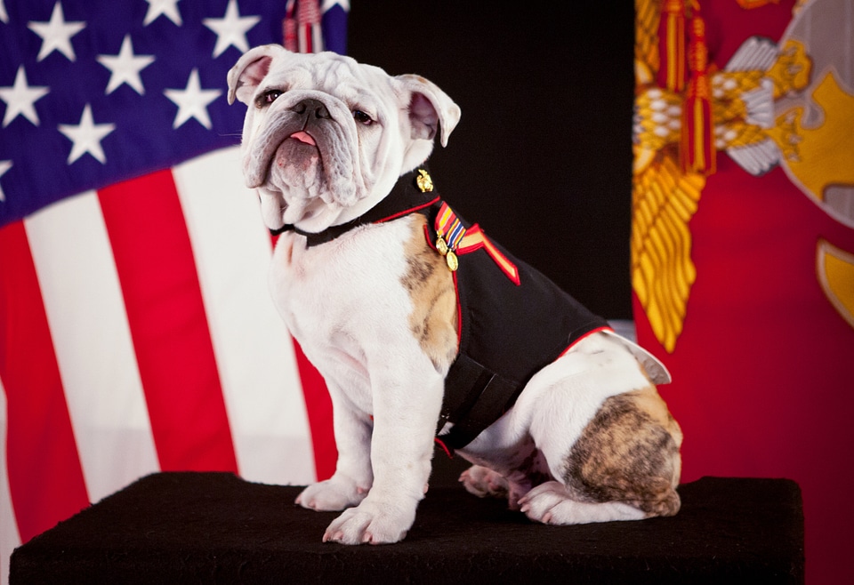 Usa portrait canine
