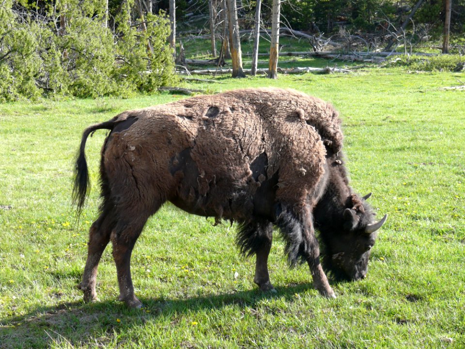 Cattle Like Mammal Bison Grazing Grass
