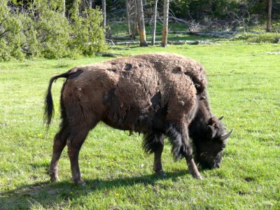 Cattle Like Mammal Bison Grazing Grass