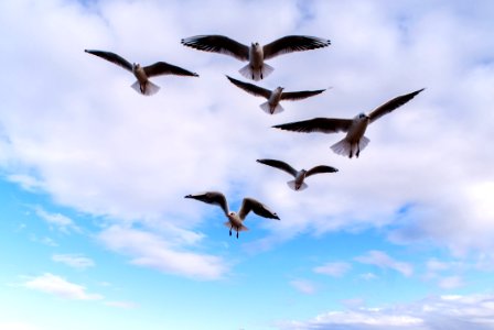 Sky Bird Flock Bird Migration photo