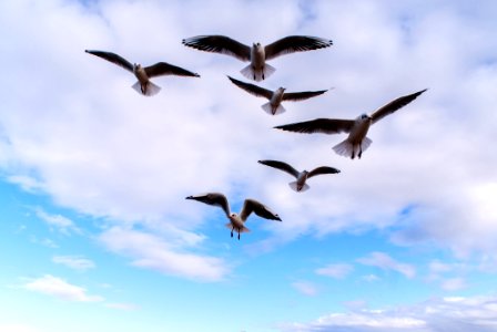 Sky Bird Flock Bird Migration