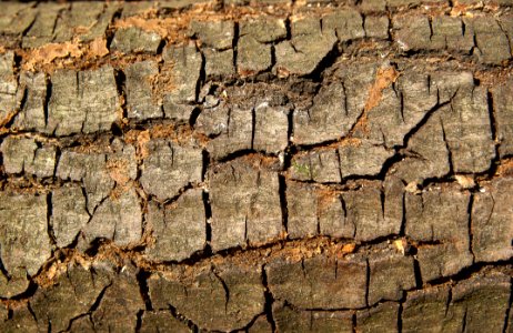 Soil Wood Tree Wall photo