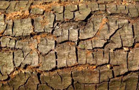 Soil Wood Tree Wall