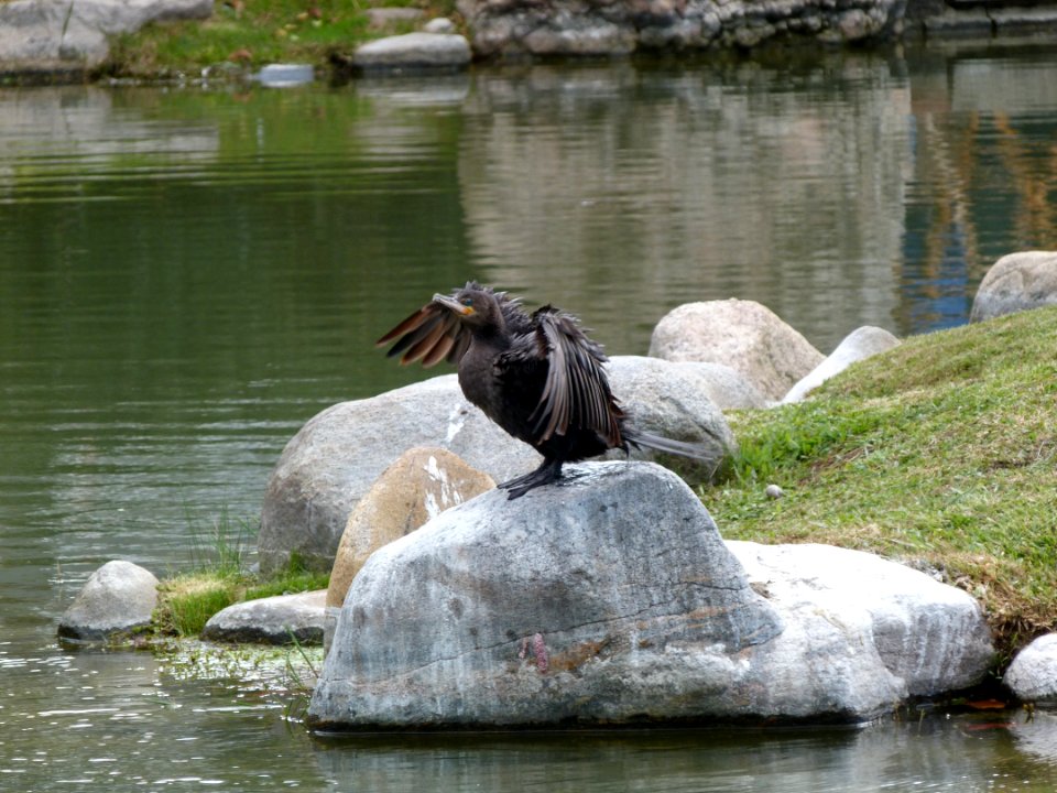 Fauna Water Bird Wildlife
