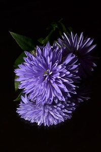 Aster flower purple