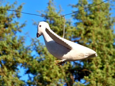 Bird Fauna Beak Sky