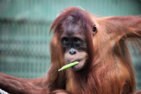 Orangutan Great Ape Fauna Mammal photo