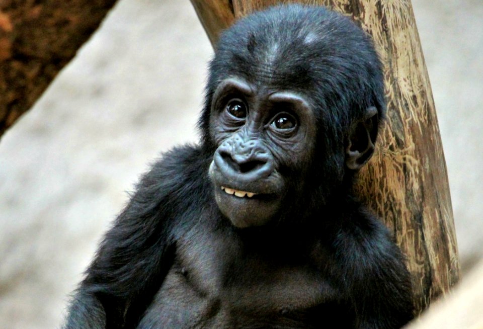 Great Ape Mammal Western Gorilla Primate