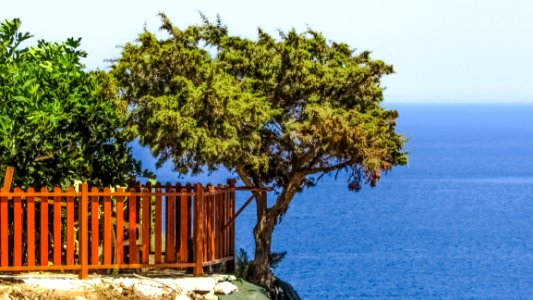 Tree Vegetation Sky Shore