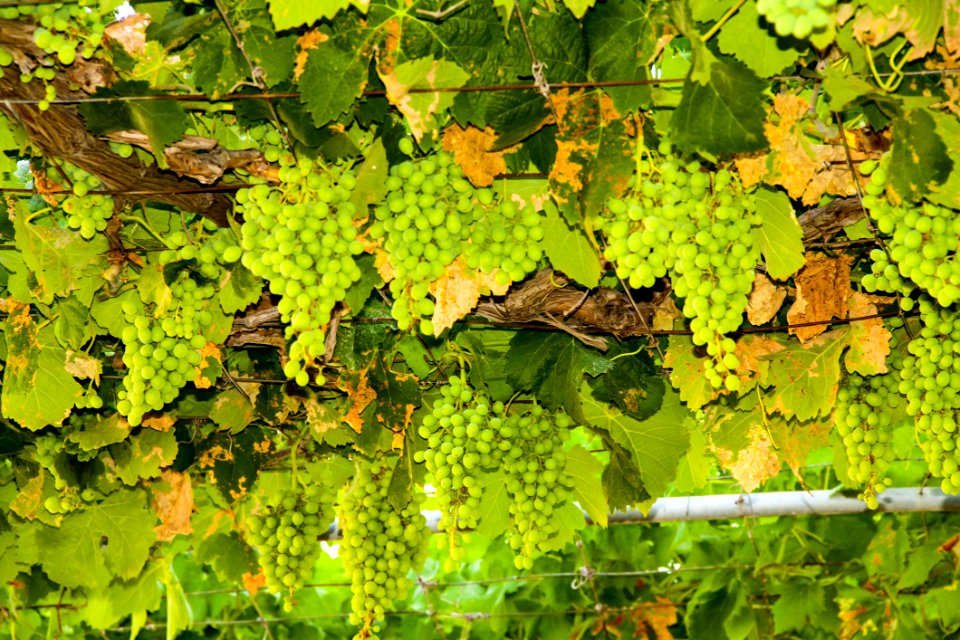 Grapevine Family Vegetation Grape Plant