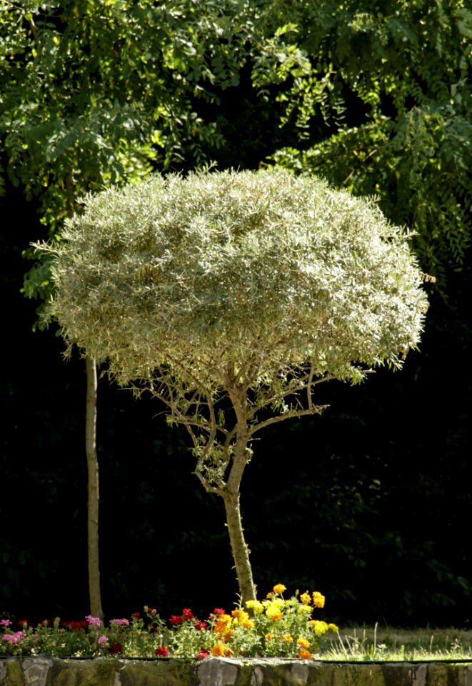 Plant Tree Flora Flower