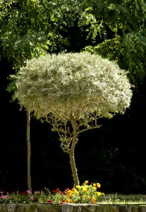Plant Tree Flora Flower