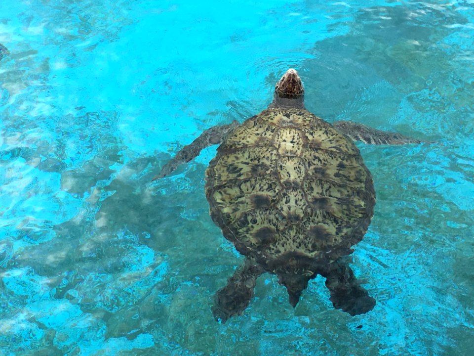 Sea Turtle Turtle Loggerhead Water