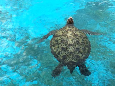 Sea Turtle Turtle Loggerhead Water