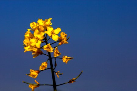 Yellow Sky Mustard Plant Flower