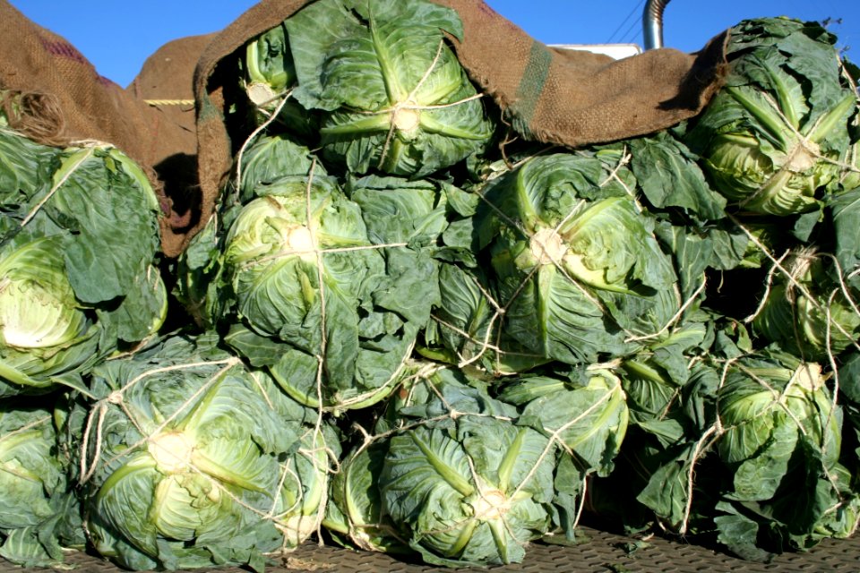 Plant Vegetable Leaf Vegetable Produce