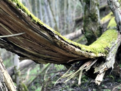 Tree Trunk Plant Branch photo