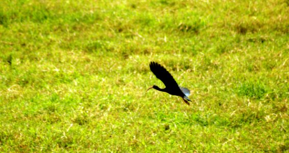 Bird Ecosystem Fauna Nature Reserve