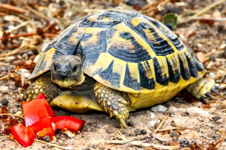 Tortoise Turtle Emydidae Reptile