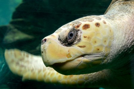Turtle Sea Turtle Loggerhead Terrestrial Animal photo