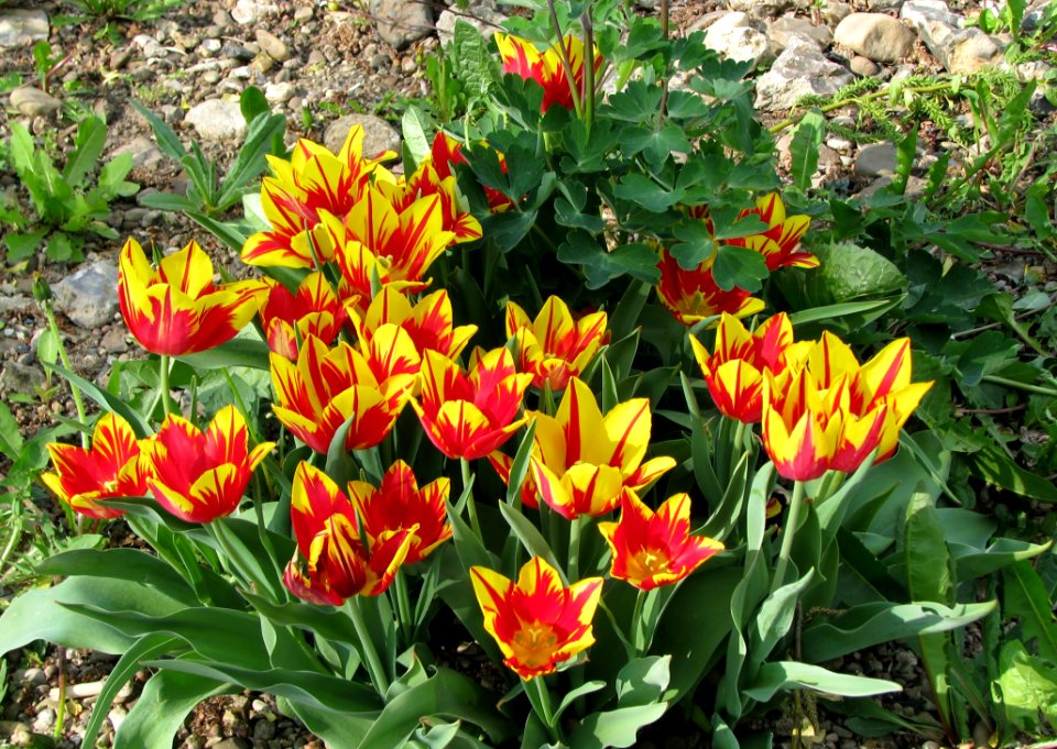 Flower Plant Flowering Plant Tulip photo