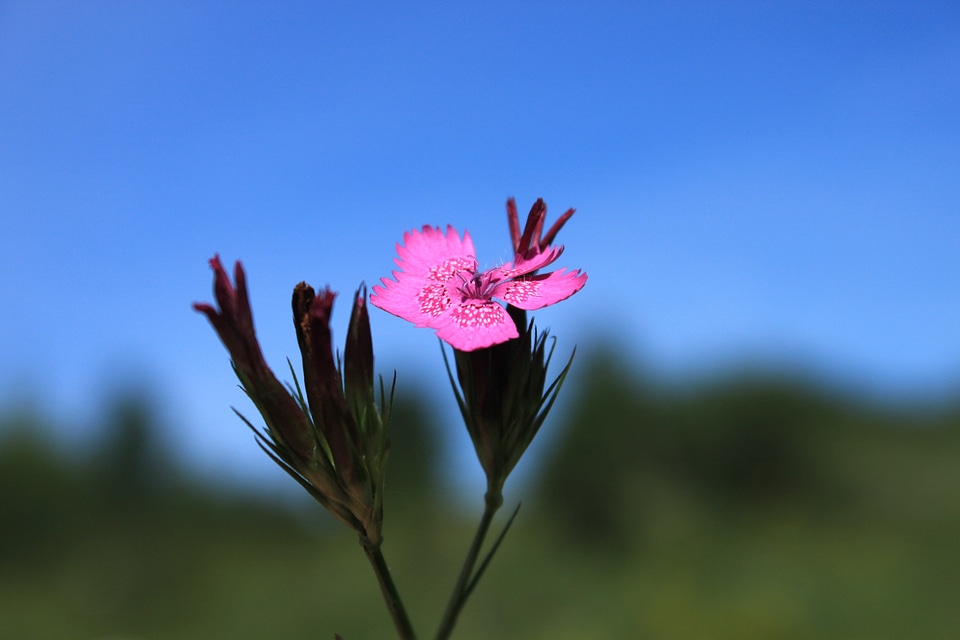 Flowers pink wildflowers