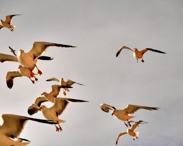 Bird Flock Fauna Sky photo