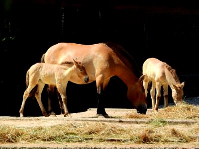 Fauna Wildlife Horse Like Mammal Zoo photo