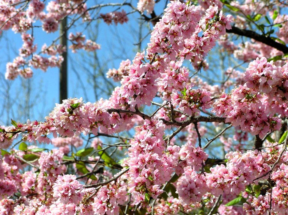 Blossom Pink Plant Spring
