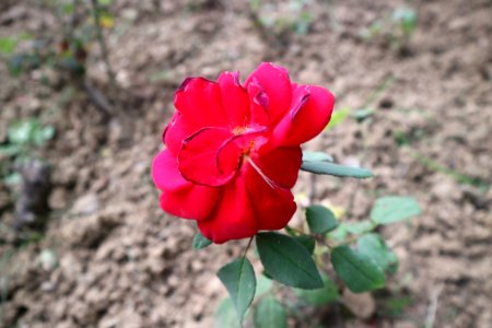 Flower Red Rose Family Plant
