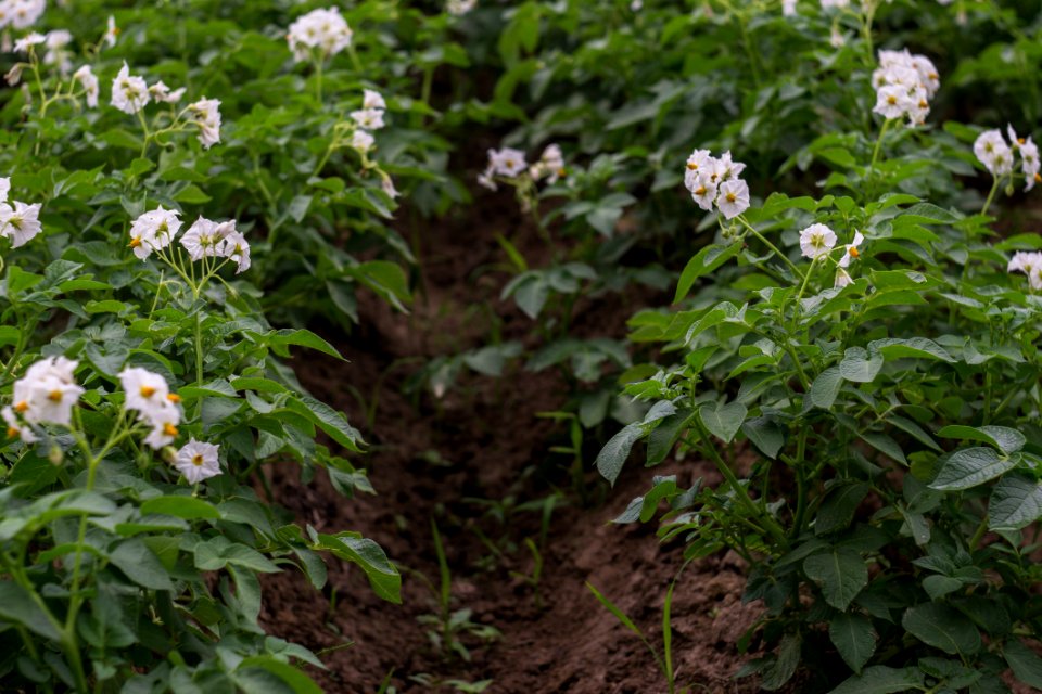 Plant Flower Shrub