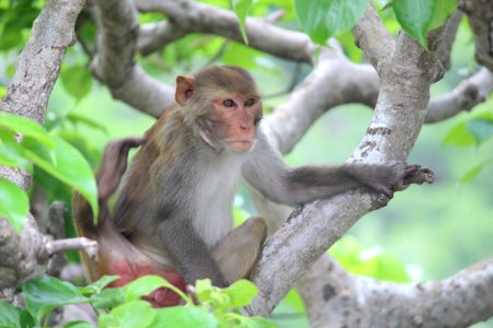 Macaque Fauna Mammal Primate