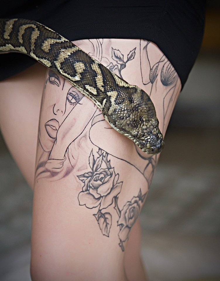 Pet snake pythoninae animal