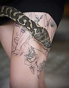 Pet snake pythoninae animal
