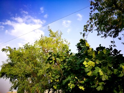 Sky Leaf Tree Vegetation photo