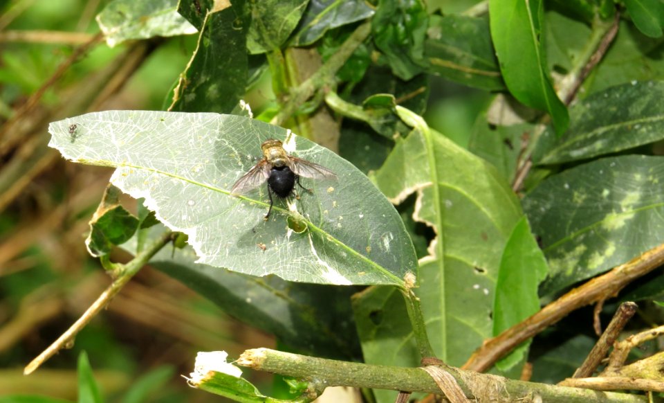 Leaf Insect Invertebrate Plant Pathology