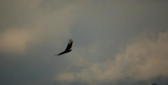 Sky Flight Bird Eagle photo