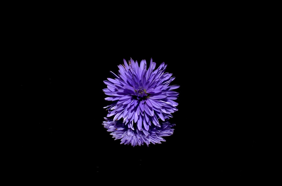 Blossom isolated cool wallpaper