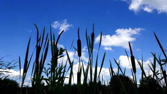 Sky Ecosystem Cloud Grass