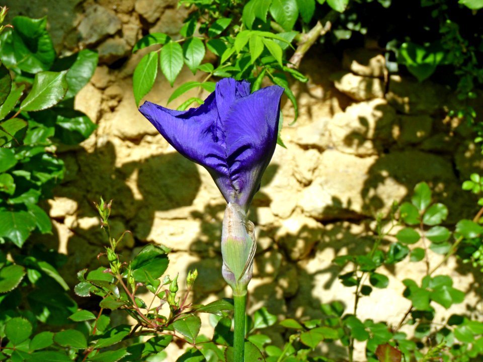 Plant Flower Flora Purple
