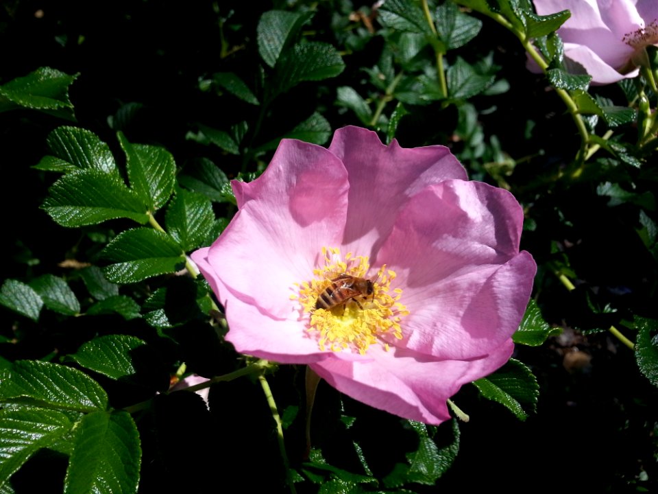 Flower Rose Family Rose Rosa Canina