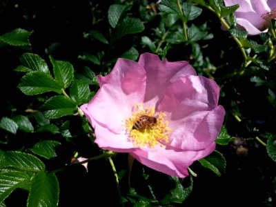Flower Rose Family Rose Rosa Canina