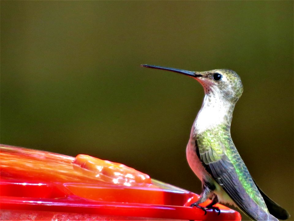 Bird Hummingbird Fauna Beak
