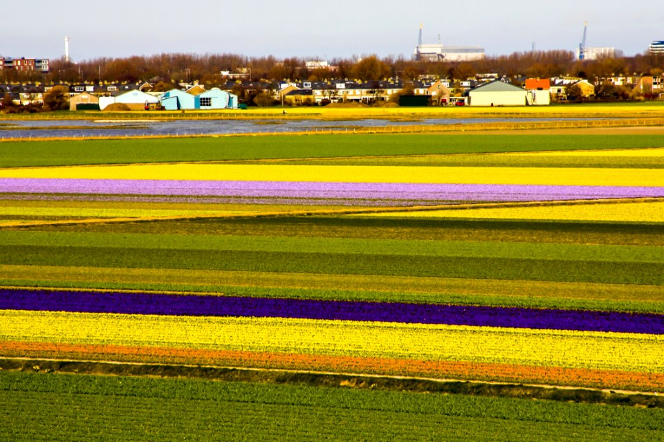 Yellow Field Plant Grassland
