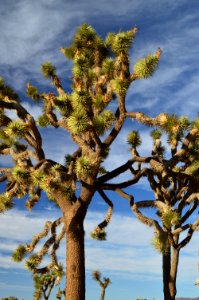 Tree Vegetation Sky Plant